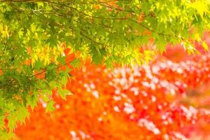 bellissimi alberi di acero in autunno foto