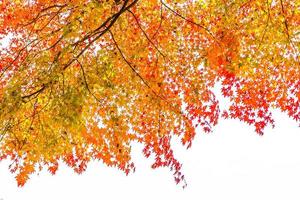 bellissimo albero di acero in autunno foto