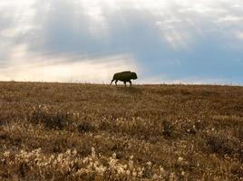 solitario bisonte su Kansas prateria su autunno pomeriggio foto