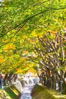 bellissimo albero di acero in autunno foto