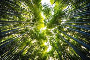 boschetto di bambù nella foresta ad arashiyama, kyoto foto