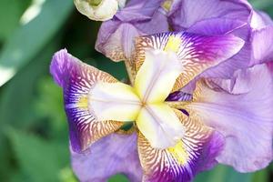 iris viola fiori foto