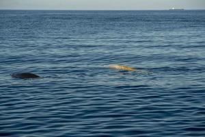 bianca raro Oca becco balena delfino ziphius cavirostri foto