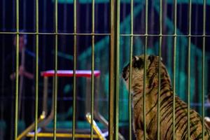 circo tigre nel un' gabbia con domatore mostrare tempo foto