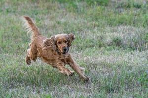 contento cucciolo cane cocker spaniel nel il verde erba foto