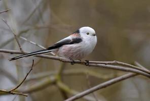 carino adulto coda lunga tetta - aegithalos caudatus - in posa su minuscolo ramo nel presto primavera foto