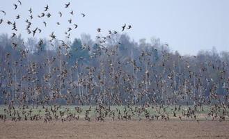 enorme gregge di gorgiere - calidris pugnax - volante e girando al di sopra di vuoto terra durante primavera migrazione foto