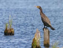 grande cormorano - falacrocorace carbo - in posa su asciutto ceppo nel blu acqua fiume foto