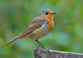 adulto europeo pettirosso - erithacus rubecula - sta su superiore di piccolo di legno bastone nel noioso in ritardo estate giorno foto