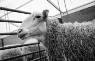 pecora su un' azienda agricola foto