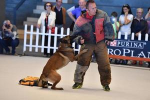 Genova, Italia - Maggio 21 2016 - annuale pubblico internazionale cane mostrare foto