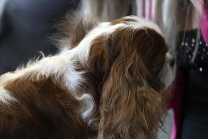 chevalier re cane vicino su essere pettinato foto