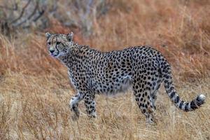 ghepardo nel kruger nazionale parco ritratto foto