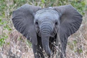 giovane bambino africano elefante nel il kruger nazionale parco, Sud Africa foto