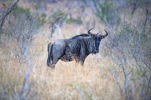 gnu kruger nazionale parco Sud Africa foto
