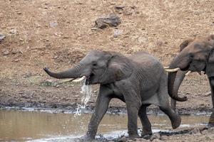 famiglia di africano elefante nel il kruger nazionale parco, Sud Africa a il stagno foto