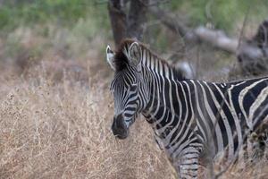 zebre nel kruger nazionale parco, Sud Africa foto