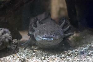 Axolotl messicano salamandra ritratto subacqueo foto