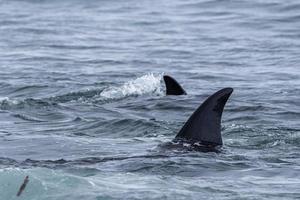 orca uccisore balena attacco un' foca mare Leone su il spiaggia foto