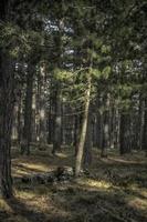 in ritardo inverno nel il foresta su il montagna di tara nel Serbia foto