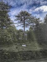 in ritardo inverno nel il foresta su il montagna di tara nel Serbia foto