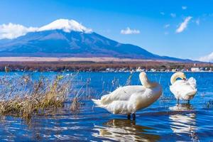 cigni sul lago yamanakako a mt. fuji in giappone foto