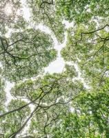 rami di verde le foglie sotto il albero foto