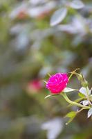 rose rosa in giardino foto