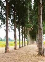 sentiero per tunnel di pino alberi foto