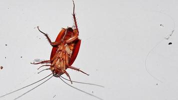 morto scarafaggio Marrone insetto Flip foto