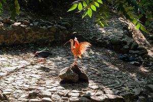 rosso ibis si crogiola nel il sole foto