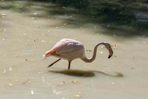 fenicottero avvicinamento di potabile acqua foto