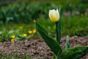 bellissimo bianca tulipani su un' sfondo di verde erba foto