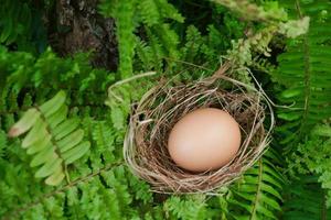 un' nido con uno uovo su verde impianti nel il foresta foto