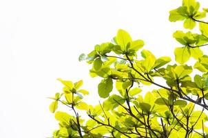 verde foglia le foglie gemmazione nel il primavera per sfondo, dentro il primavera naturale sfondo , eco concetto foto