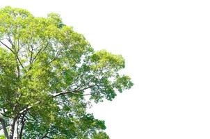 albero verde isolato su sfondo bianco foto