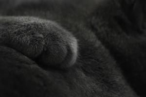 certosino gatto zampa dettaglio su grigio pelliccia sfondo foto