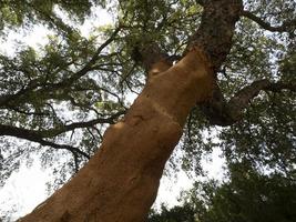 sughero albero abbaiare dettaglio vicino su sardegna foto