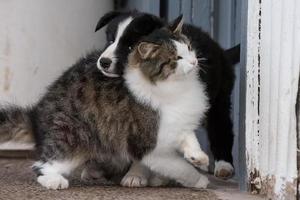 confine collie cucciolo cane ritratto con un' gatto foto