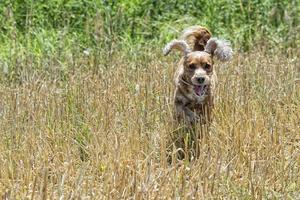 contento cucciolo cane in esecuzione per voi foto