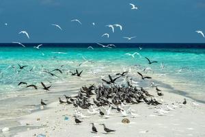 sterna mentre volante su blu cielo sfondo nel Maldive foto