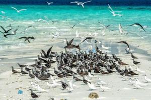 sterna mentre volante su blu cielo sfondo nel Maldive foto