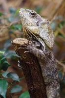 arricciato lucertola nel terrario foto