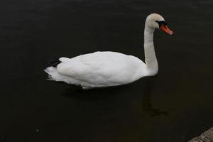 un primo piano di un cigno reale foto