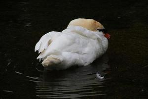 un primo piano di un cigno reale foto