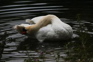 un primo piano di un cigno reale foto