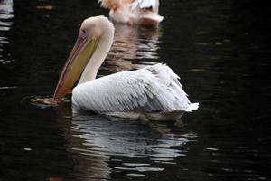 un primo piano di un pellicano a londra foto