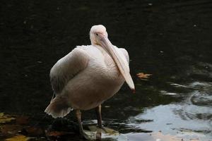 un primo piano di un pellicano a londra foto