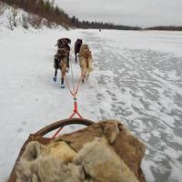 slittino con slitta cane nel Lapponia nel inverno tempo foto