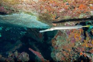 colorato palla puffer pesce su il scogliera sfondo foto